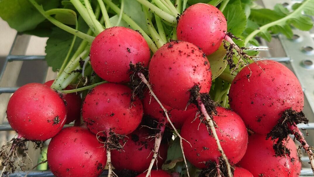 Garden Radishes